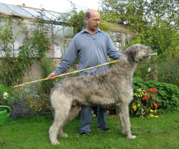 Dünyanın En Uzun Köpeği