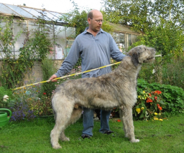 Dünyanın En Uzun Köpeği