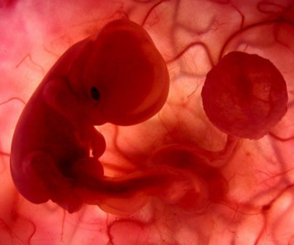 Embriyonun Gelişim Evreleri