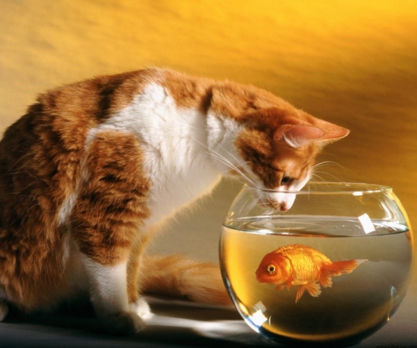 Kediler Neden Balık Ve Süt Sever?