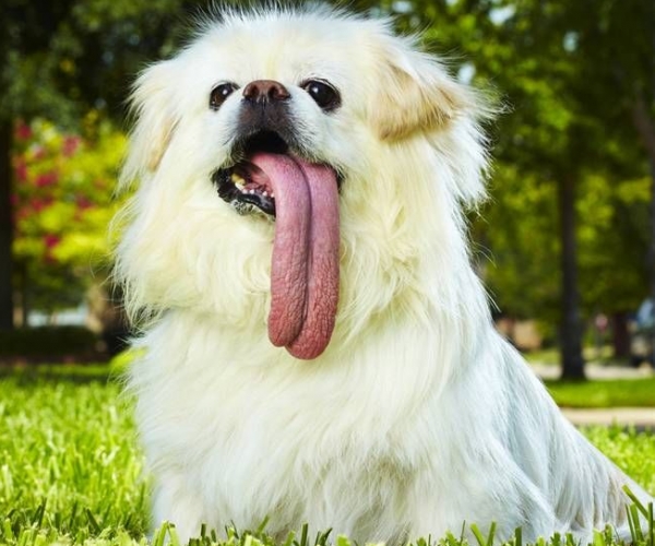Köpeklerde En Uzun Dil Rekoru