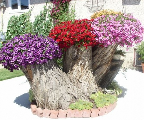 Kurumuş Ağaçları Değerlendirmek İçin