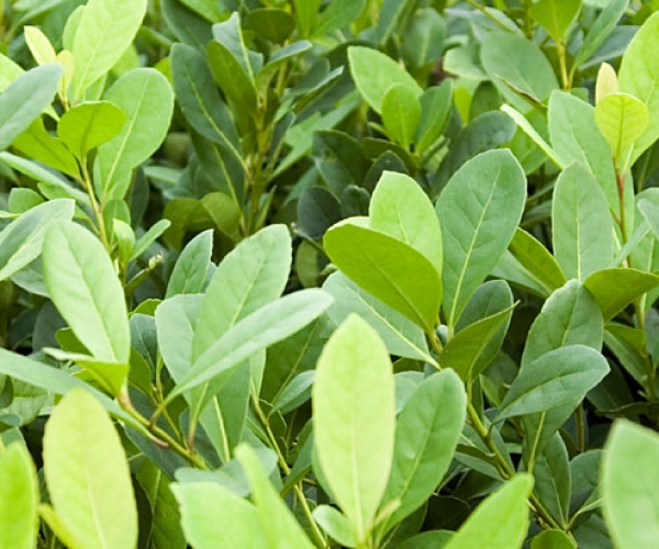 Mate Çayı Nedir?